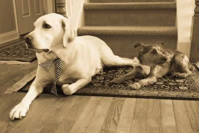 Stroudsmoor Country Inn - Stroudsburg - Poconos - Real Weddings - The Two Family Dogs