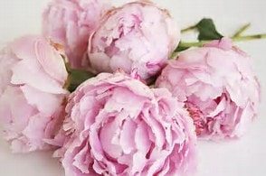 Beautiful flowers - Peony