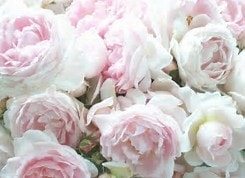 Beautiful flowers - Peony