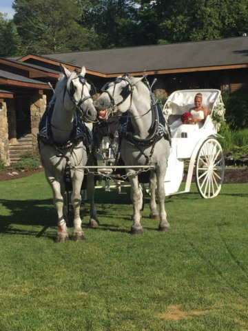 Bride in a horse drawn carriage