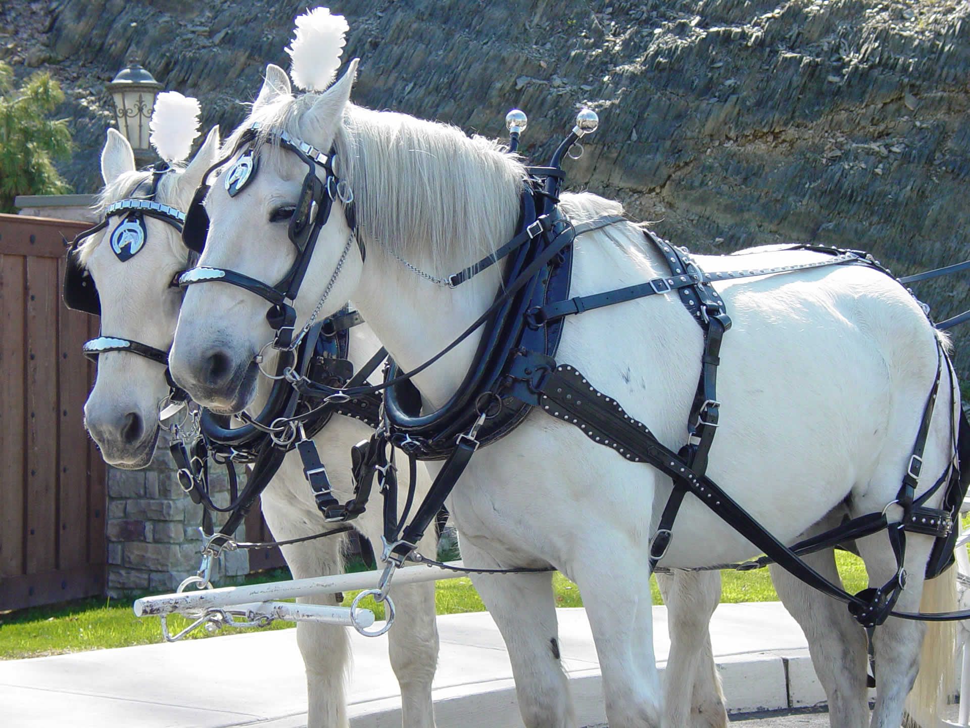 Beautiful white horses terraview